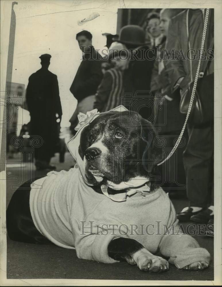1965 Press Photo Dog dressed up for St. Patrick's Day parade, Albany, New York