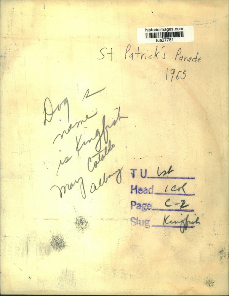 1965 Press Photo Dog dressed up for St. Patrick's Day parade, Albany, New York