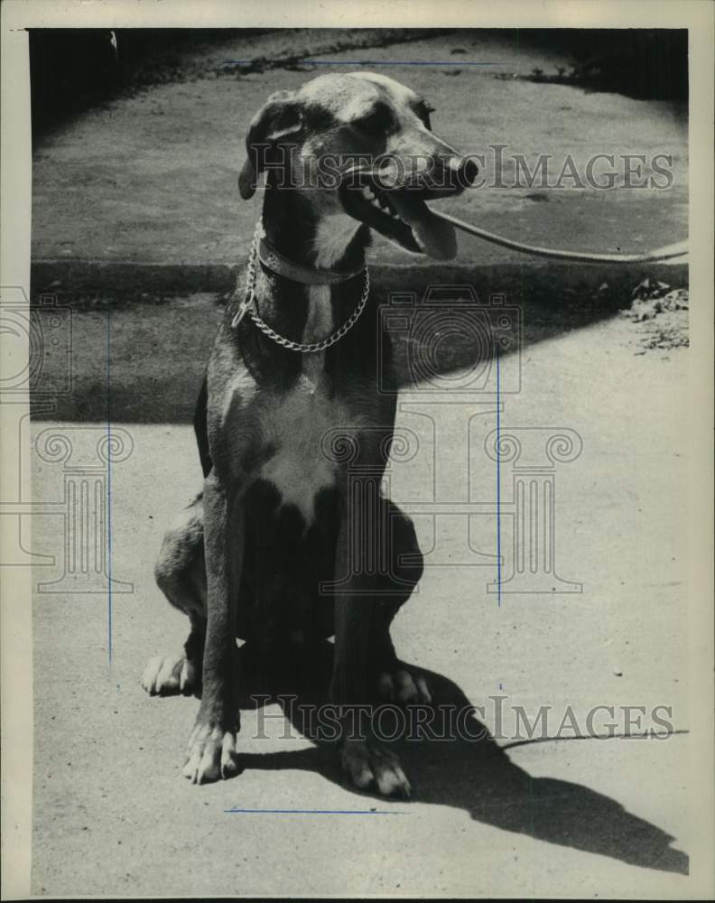 1973 Press Photo Daisy, a dog at the Mohawk & Hudson Humane Society, New York