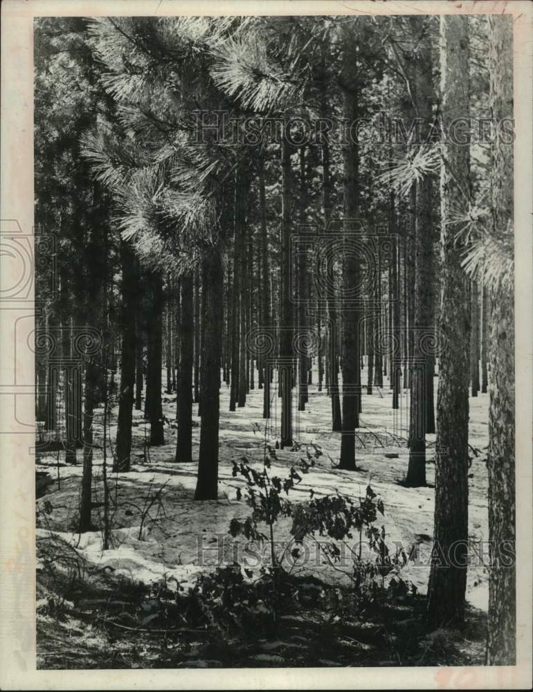 1971 Press Photo Luther Reserve, Malta, New York - tua30362