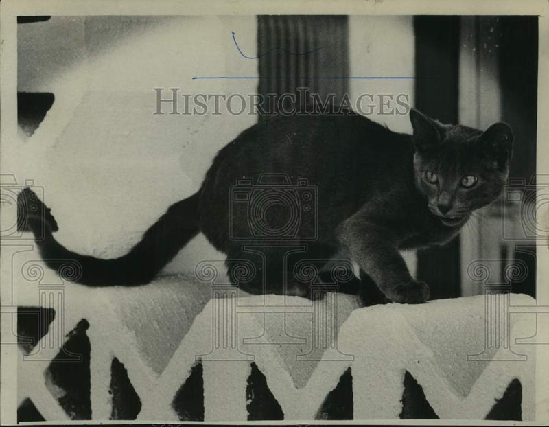Load image into Gallery viewer, 1973 Press Photo Cat perched on wall at Humane Society in Menands, New York
