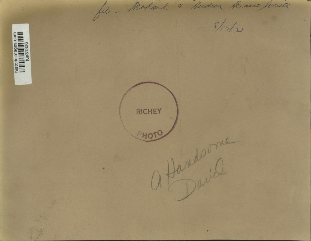 1973 Press Photo Cat perched on wall at Humane Society in Menands, New York