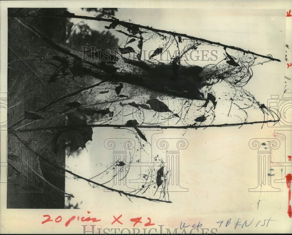 1974 Press Photo Close-up photo of Web Worms in their webbing - tua34210