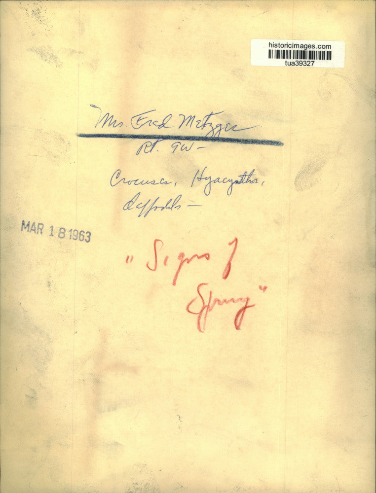 1963 Press Photo Mrs. Fred Metzger pulls weeds in her Albany, New York garden