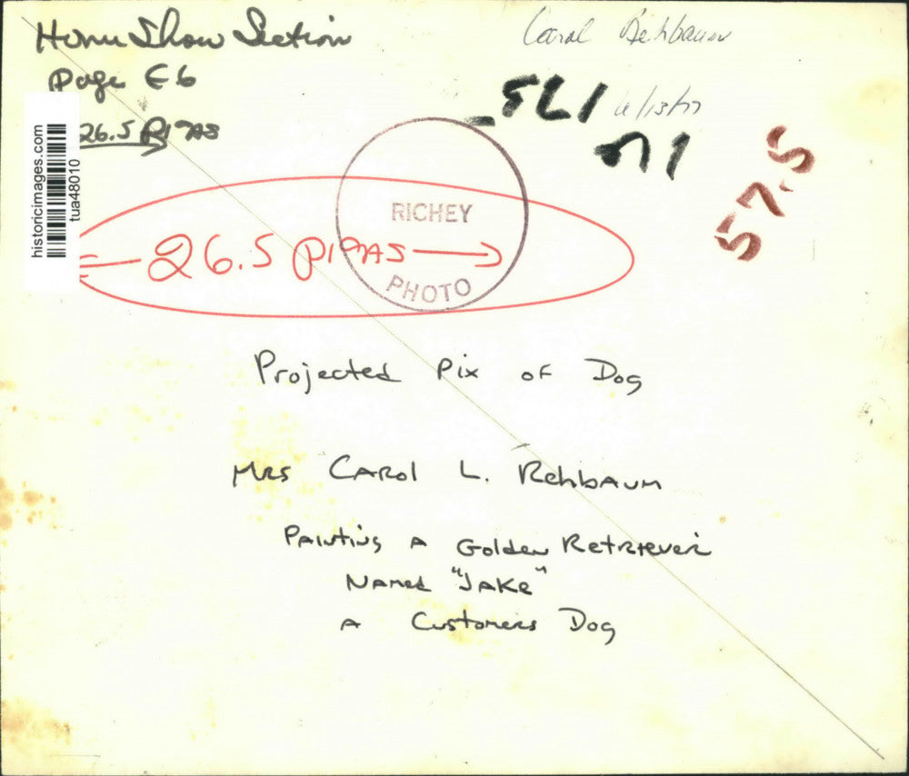 1977 Press Photo Carol Rehbaum paints dog portrait in Albany, New York