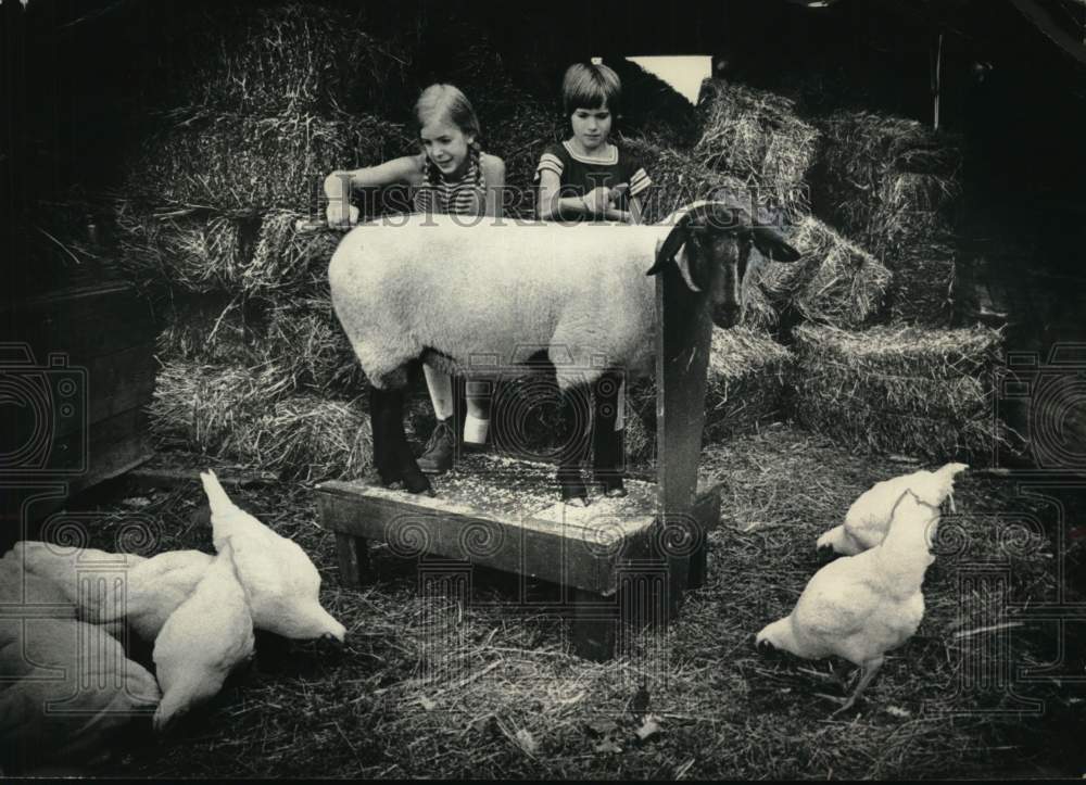 1979 Press Photo Kids groom sheep to show at fair in Guilderland, New York- Historic Images