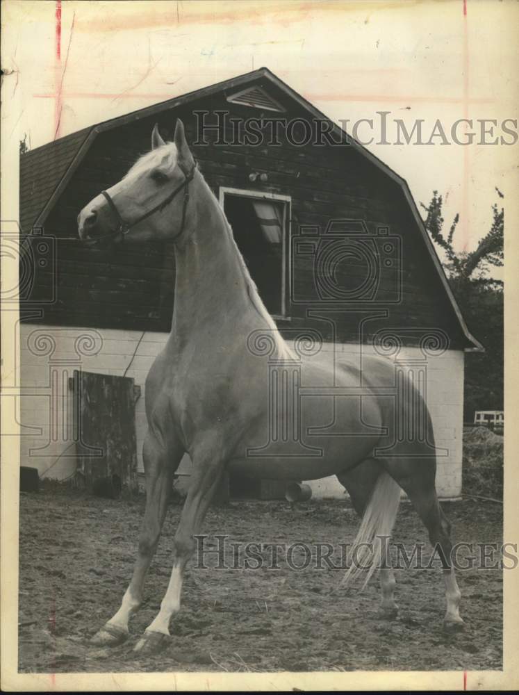 Press Photo Race horse Bourbon Elite outside barn on New York farm - tua72153- Historic Images
