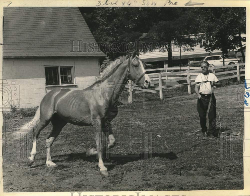 1965 Press Photo Art Cusack exercises Vagabond King on farm in New York- Historic Images