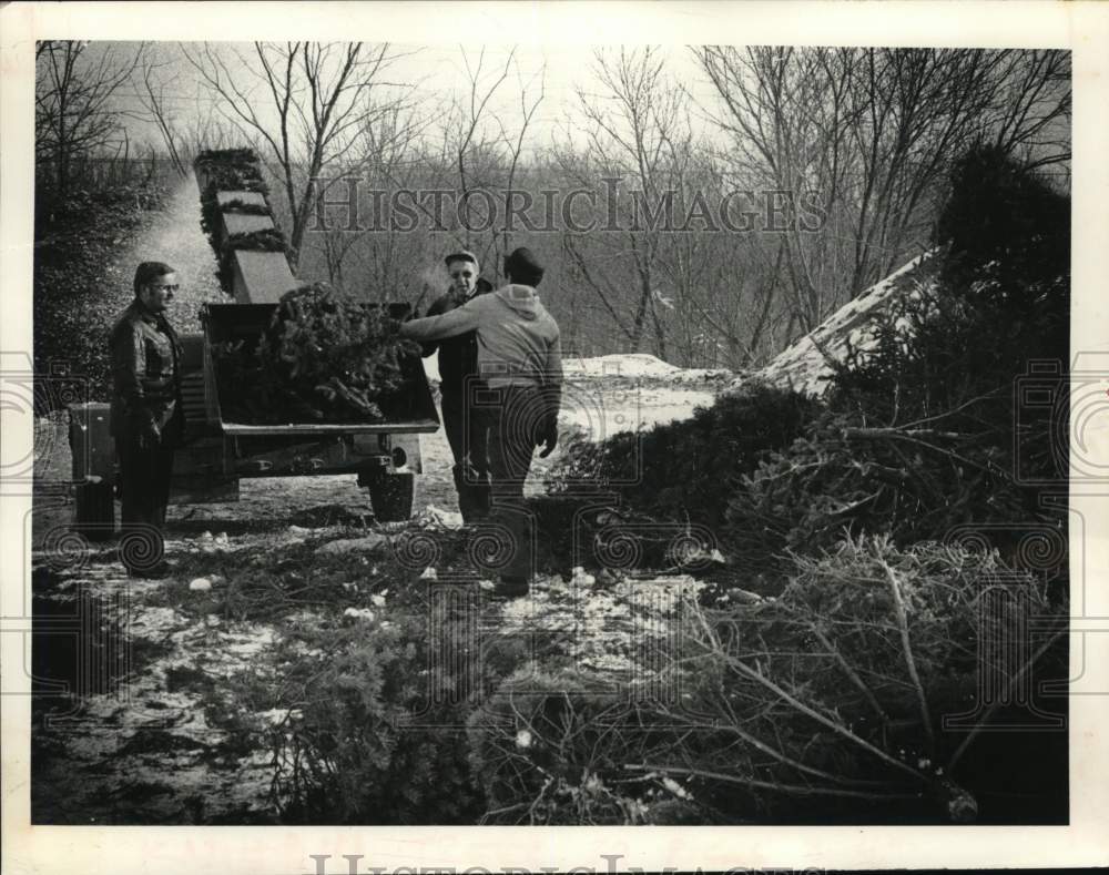 1981 Press Photo City workers mulches Christmas trees in Glenville, New York