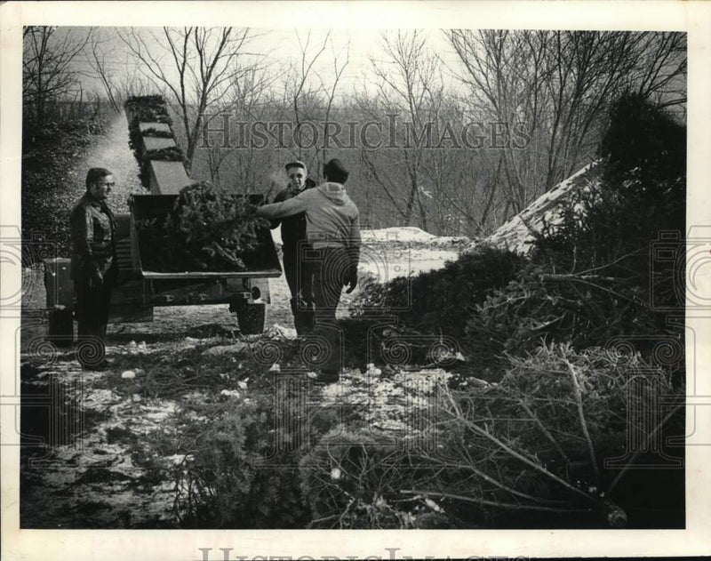 Load image into Gallery viewer, 1981 Press Photo City workers mulches Christmas trees in Glenville, New York
