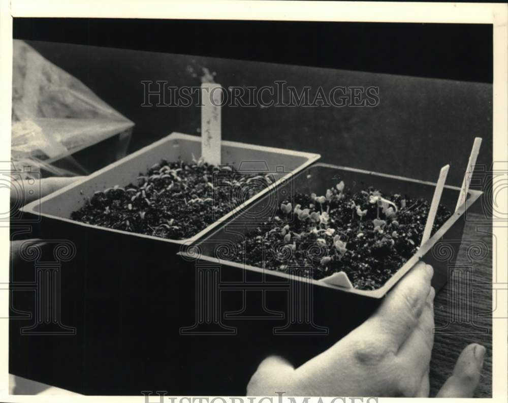 1987 Press Photo Phyllis Rosenblum with flower planters in Guilderland, New York