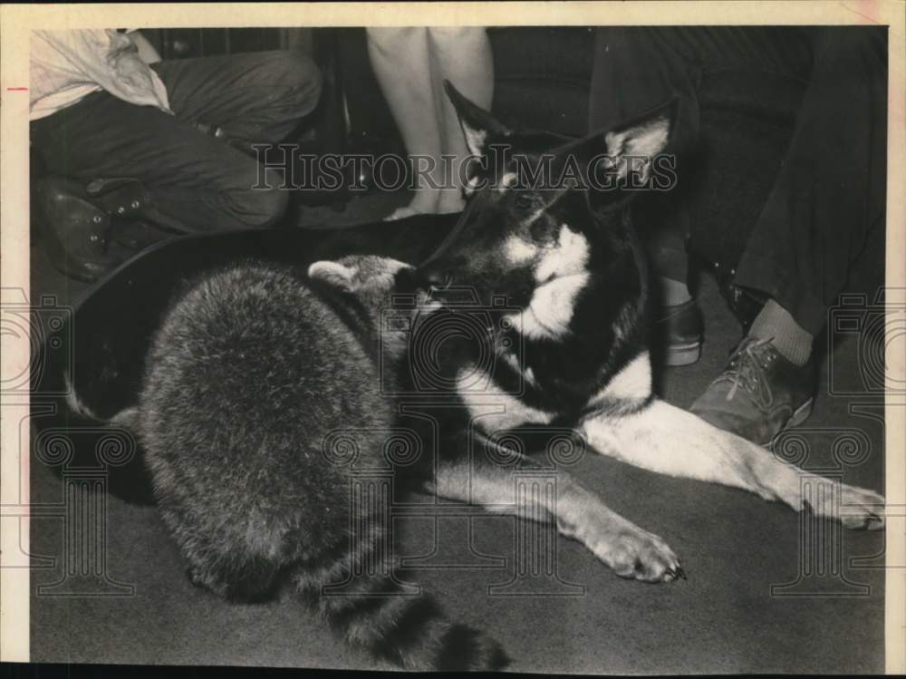 Press Photo Raccoon snuggles with dog in New York home - tua79244- Historic Images