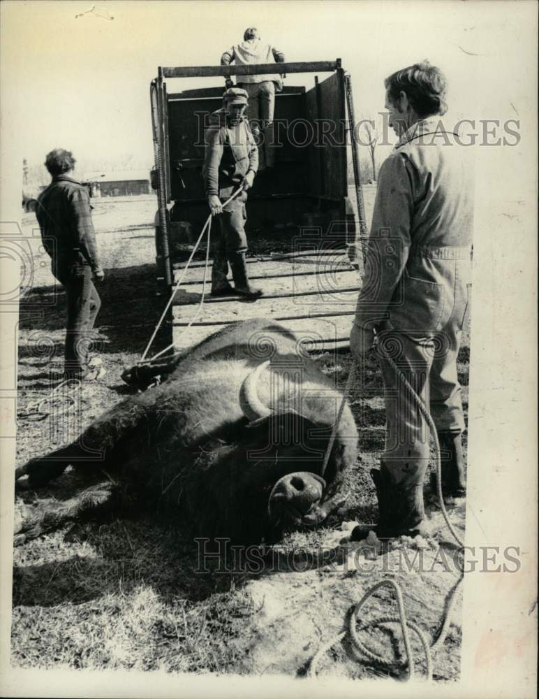 Load image into Gallery viewer, 1977 Press Photo Crew prepares to load bison into back of truck on New York farm
