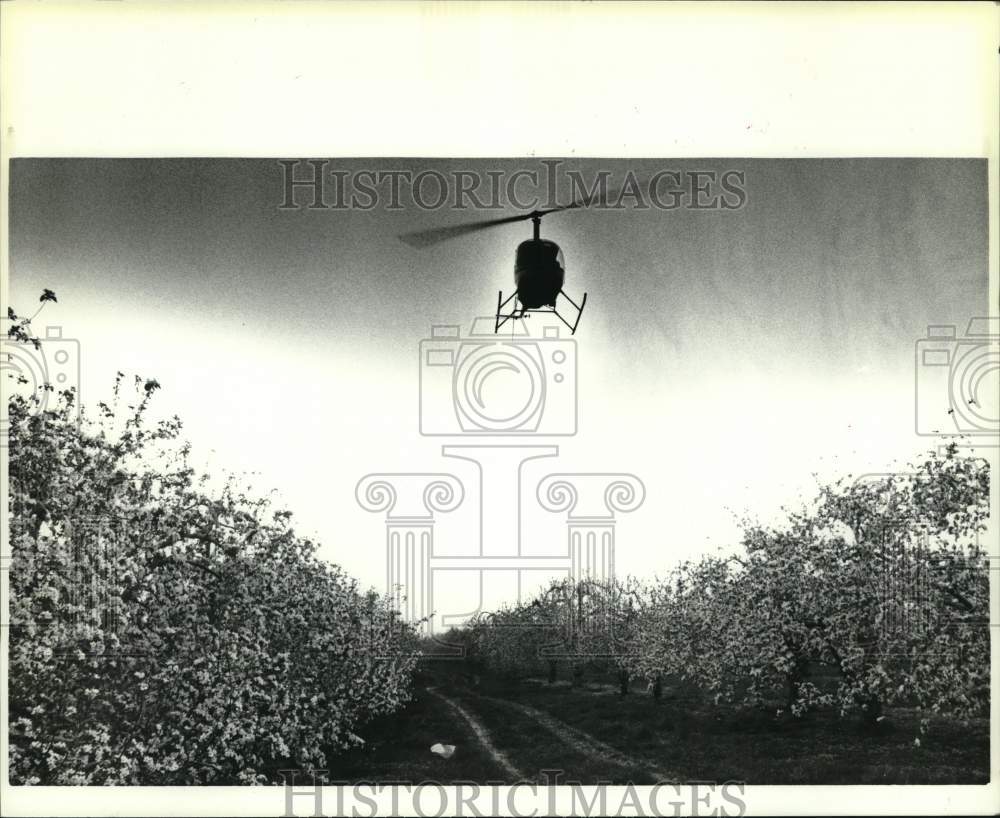 1986 Press Photo Helicopter flies over apple orchard in New York - tua81313- Historic Images