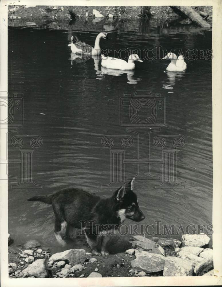 1975 Press Photo Puppy wades in duck pond at bird sanctuary in New York- Historic Images