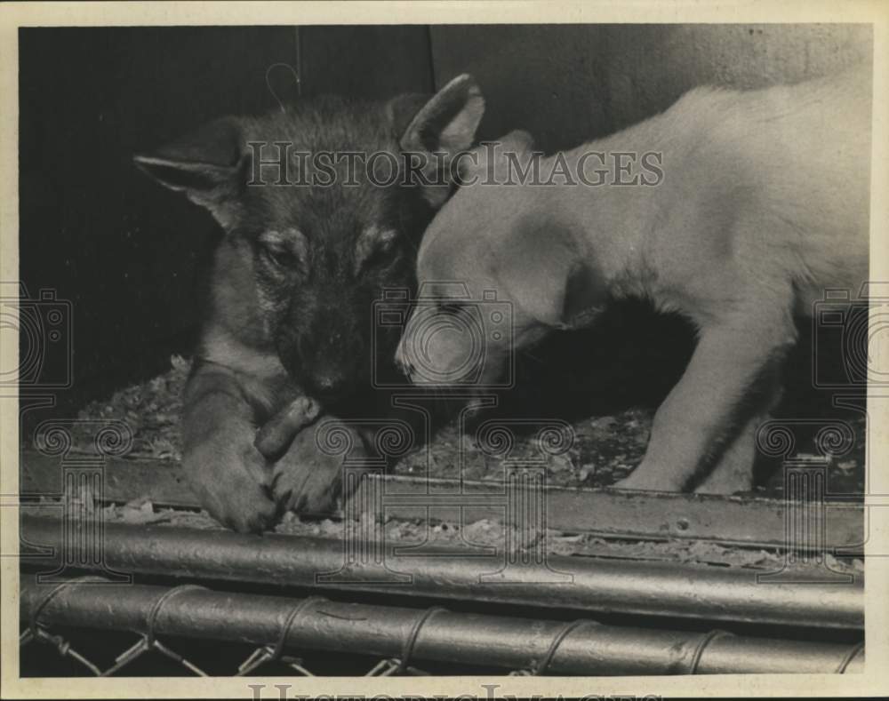 1970 Press Photo Shepherd puppies at animal shelter in Menands, New York