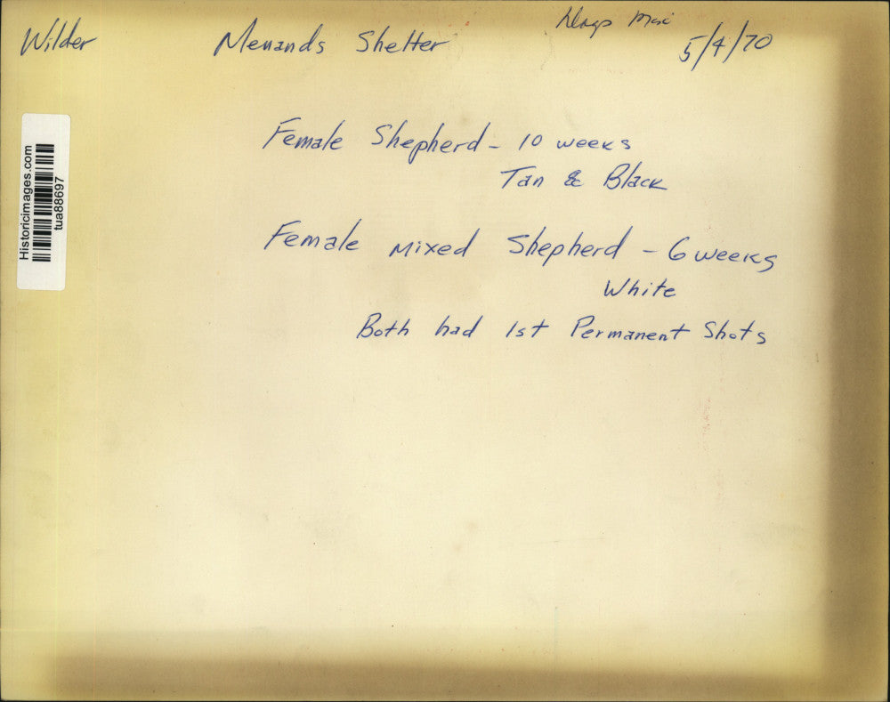 1970 Press Photo Shepherd puppies at animal shelter in Menands, New York