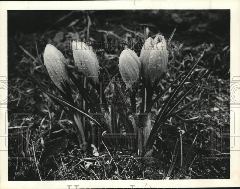 1980 Press Photo Rain drops cover blooms of crocus flower in Albany, New York- Historic Images