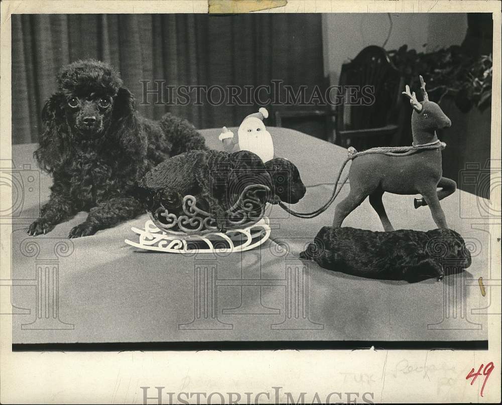 1969 Press Photo Chi-Chi, Miniature French Poodle - tub15303- Historic Images