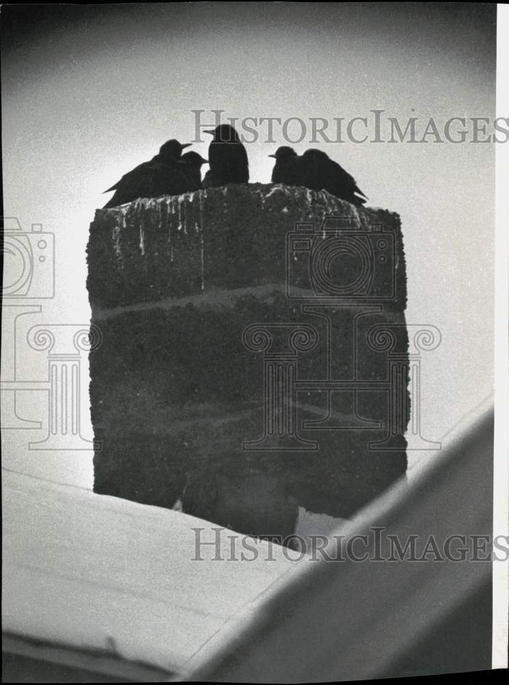 1976 Press Photo Starlings on Chimney of 1566 Broadway, Rensselaer, New York