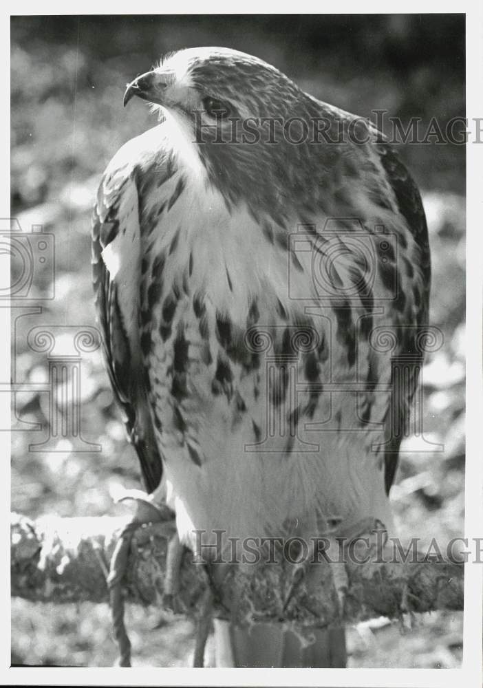 1989 Press Photo Red Tail Hawk at Trevor Zoo in Millbrook, New York - tub34720- Historic Images