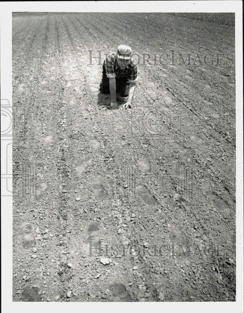 1988 Press Photo Chester Vigars Weeding Parsley Field on Sand Creek Road- Historic Images