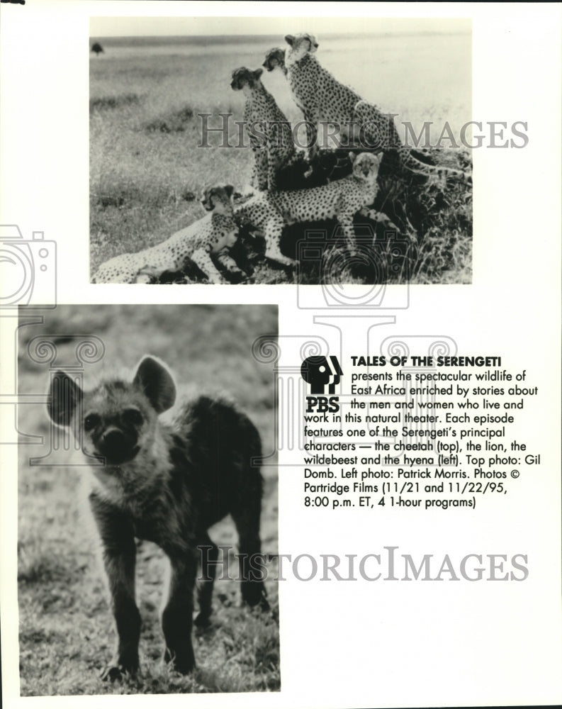 1995 Press Photo Scenes from the PBS documentary "Tales of the Serengeti"- Historic Images