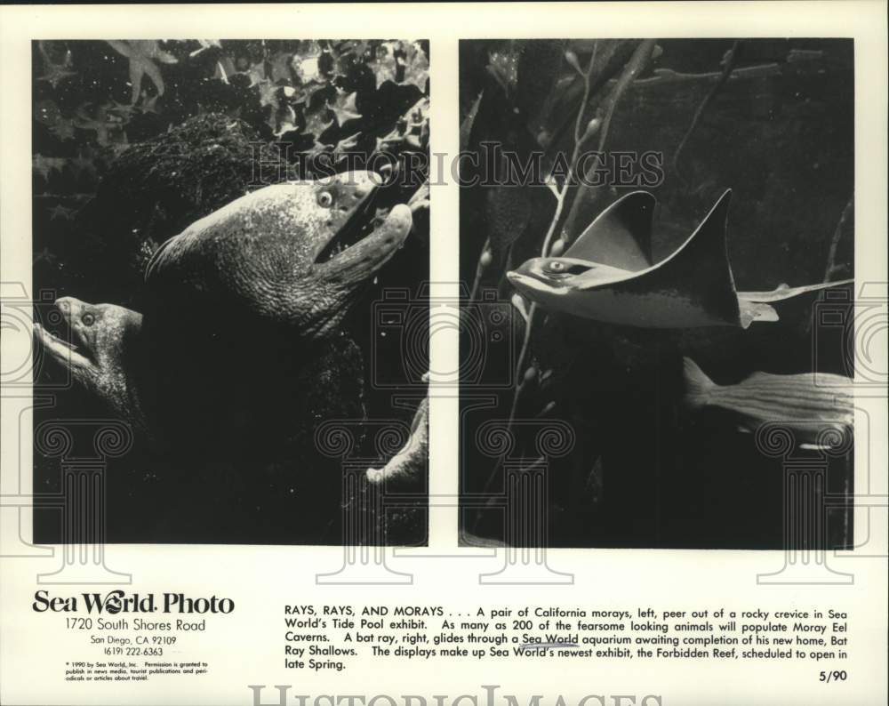 1990 Press Photo Moray eels and bat rays in aquariums, Sea World, San Diego, CA- Historic Images