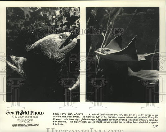 1990 Press Photo Moray eels and bat rays in aquariums, Sea World, San Diego, CA- Historic Images