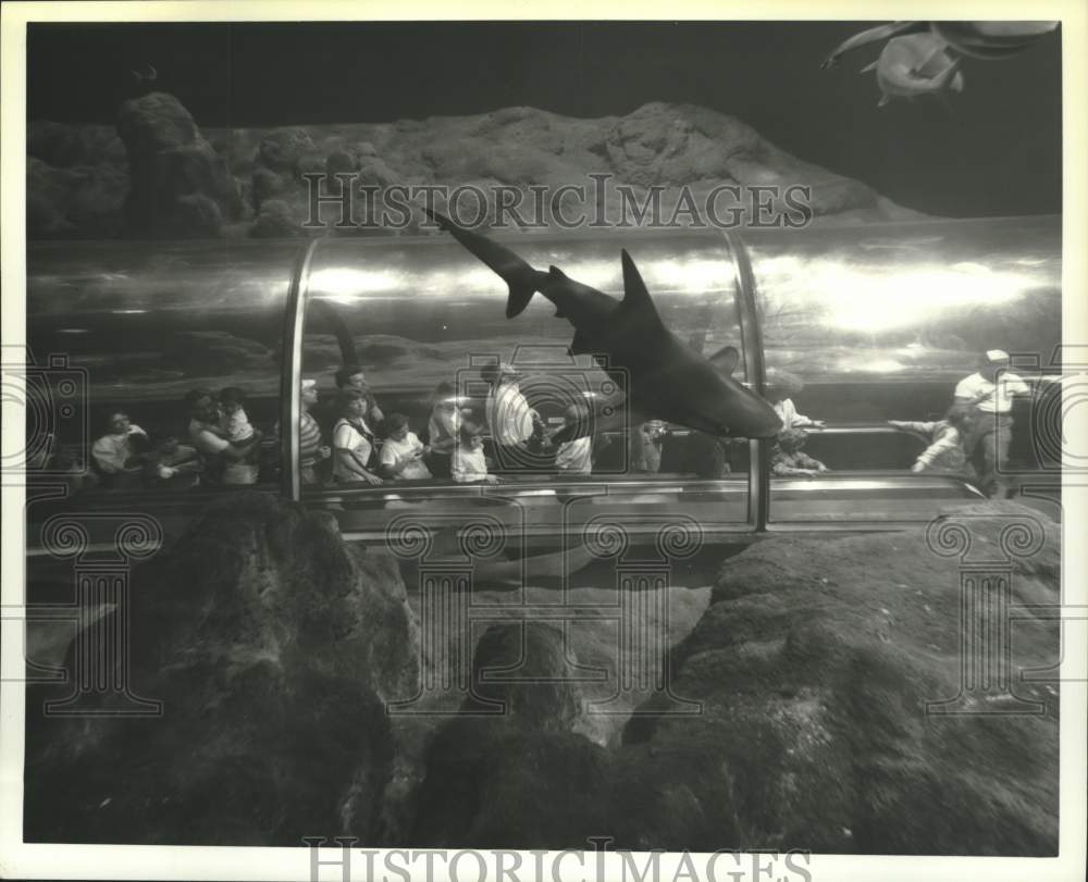 1991 Press Photo Visitors watch shark swim in aquarium at Sea World of Florida- Historic Images