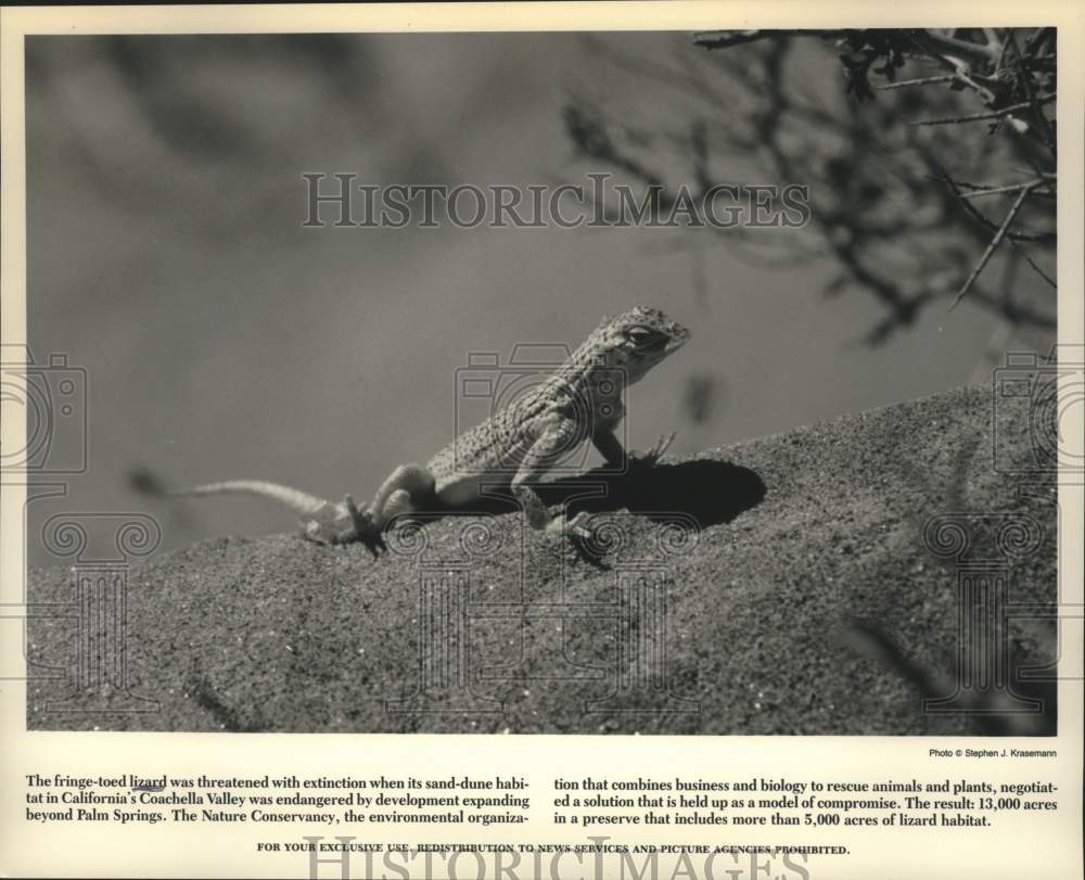 1988 Press Photo Fringe-toed lizard in Coachella Valley, California - tup04666- Historic Images