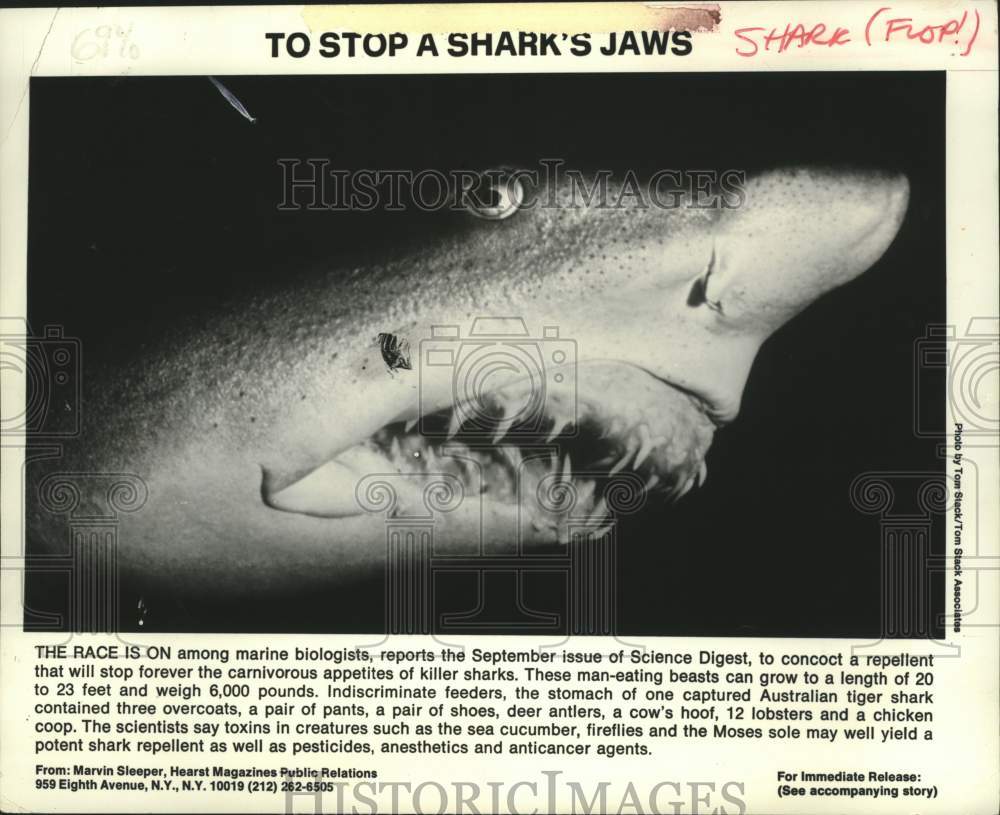 1987 Press Photo Closeup of shark - tup04787- Historic Images