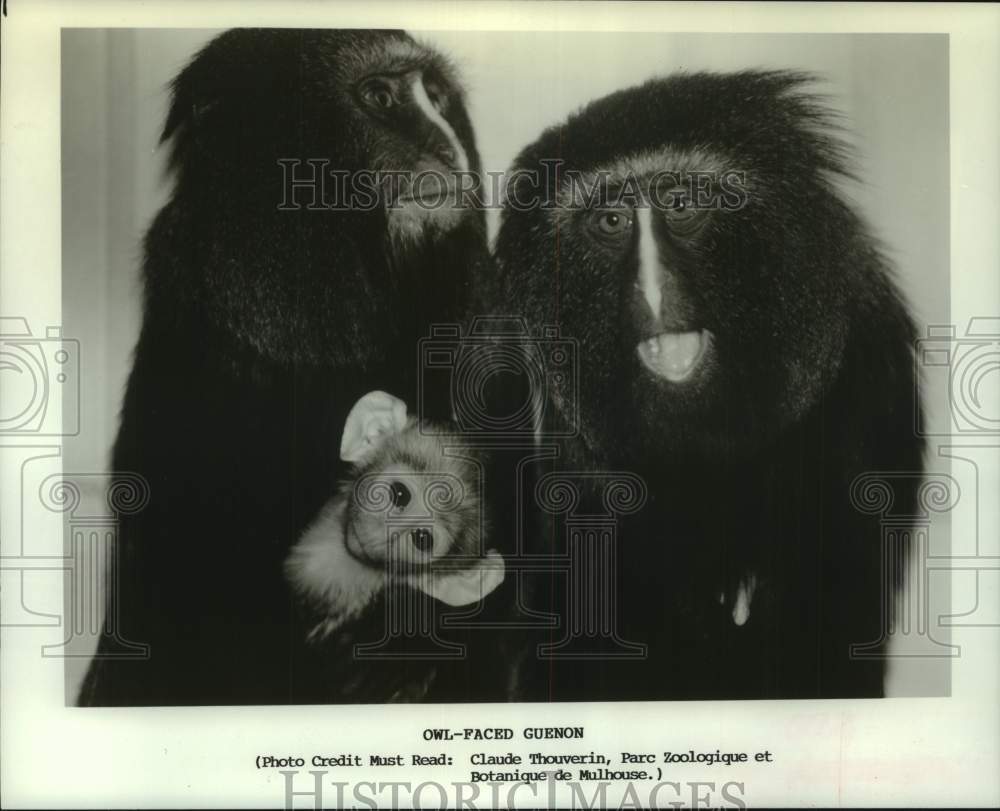 1989 Press Photo Owl-face Geunon monkeys at zoo in Mulhouse, France - tup05916- Historic Images