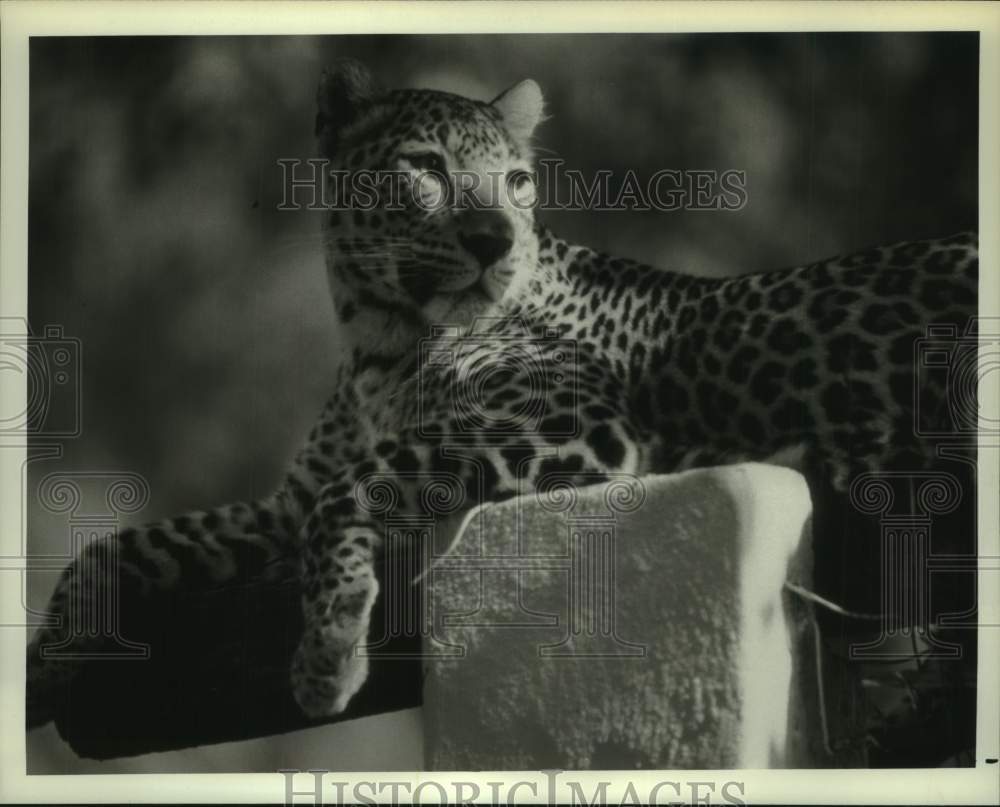 1979 Press Photo Harriet the leopard in &quot;Leopard of the Wild&quot; on NBC - tup06013- Historic Images