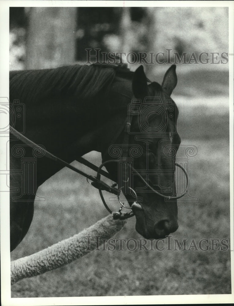 Press Photo Head of horse named &#39;Levoyager&#39; - tus00346- Historic Images