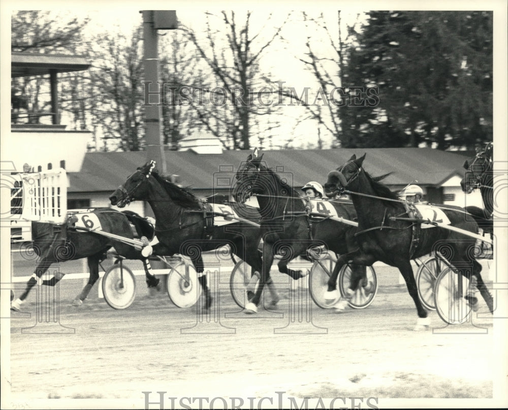 Press Photo Harness horses follow start gate at Saratoga Raceway, New York- Historic Images