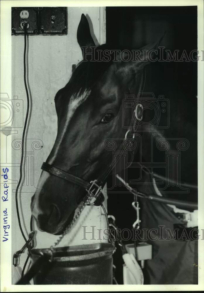 Press Photo Race horse Virginia Rapids pokes nose out of barn stable for photo- Historic Images