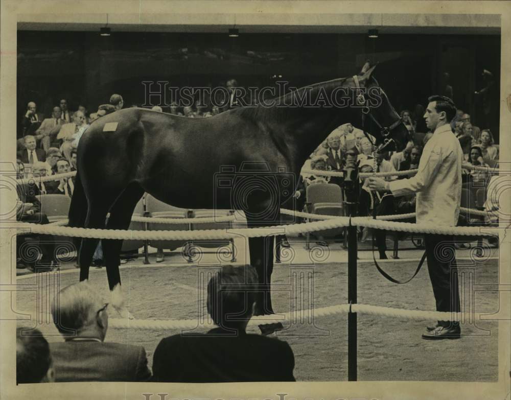 1969 Press Photo Horse shown for auction at Tipton Sales barn in Saratoga, NY- Historic Images