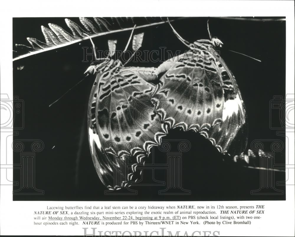 Press Photo Lacewing Butterflies in &quot;Nature: The Nature of Sex&quot; PBS Miniseries - Historic Images