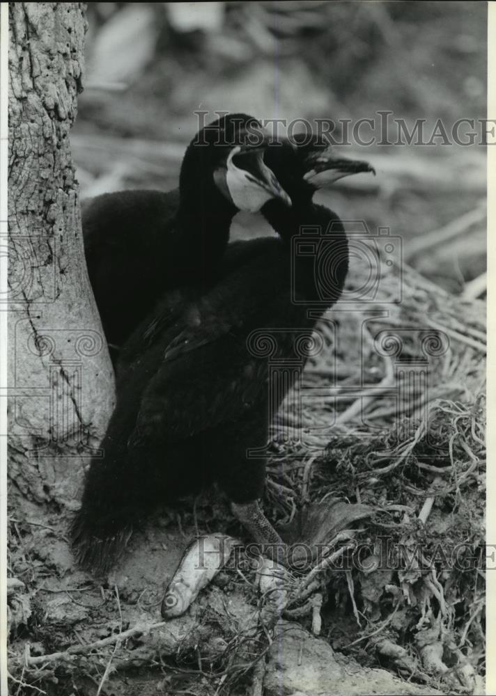 1992 Press Photo Two Adult Cormorants on Little Galloo Island New York in June - Historic Images