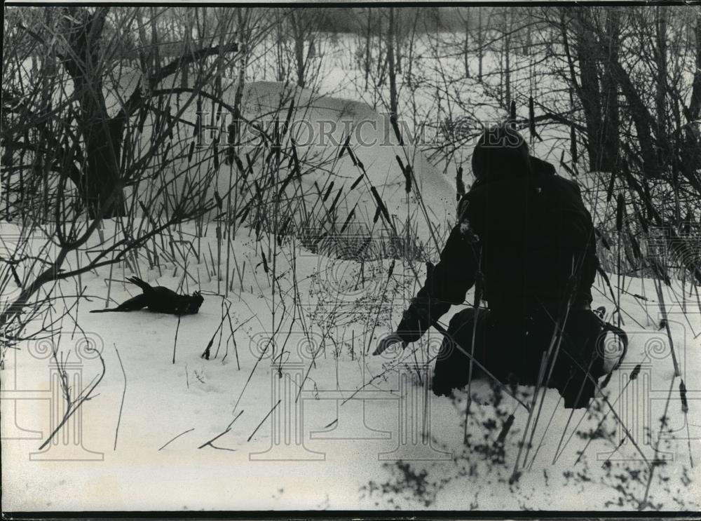 1979 Press Photo Connie Krohn of Wisconsin Humane Society Catching Crow in Snow - Historic Images