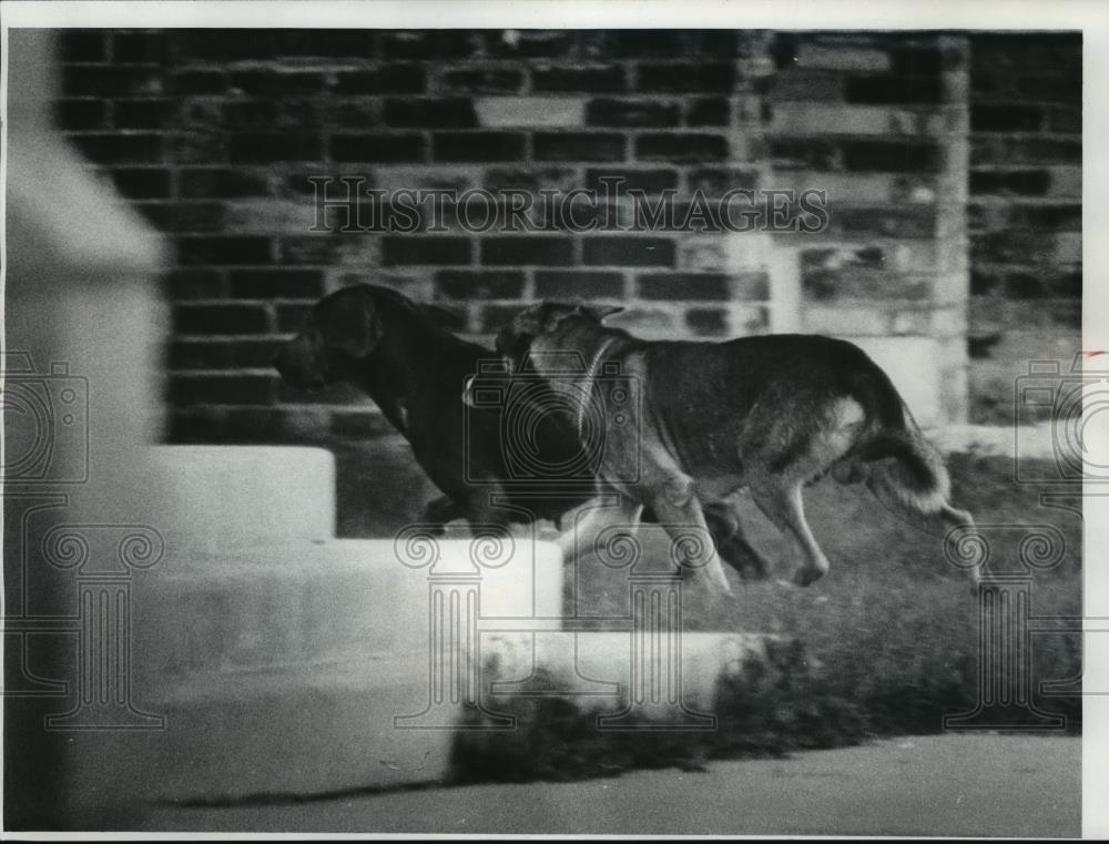 1978 Press Photo Stray Dogs on Teutonia Avenue, Milwaukee, Wisconsin - mja84105 - Historic Images