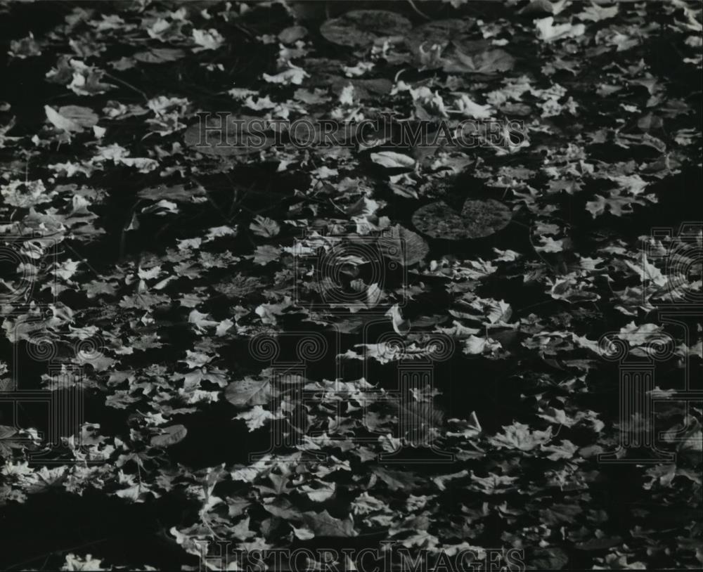 1994 Press Photo Lily Pads on Creek Surface, Kettle Moraine State Park Wisconsin - Historic Images