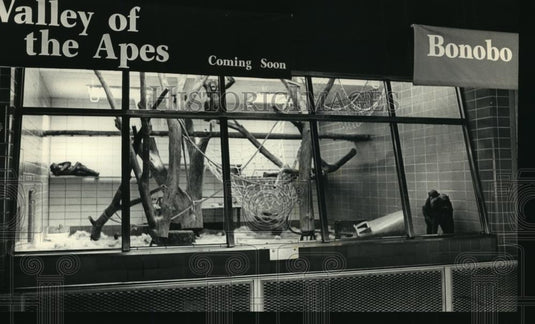 1988 Press Photo "Valley of the Apes" Bonobos at Milwaukee County Zoo - Historic Images