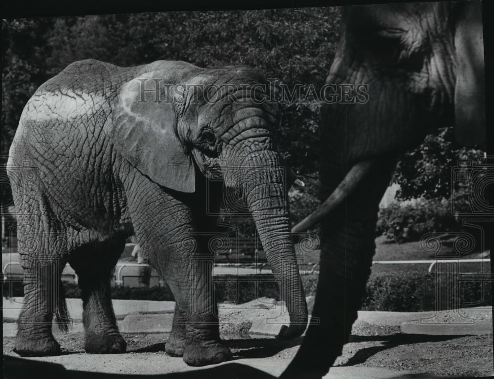 1978 Press Photo Milwaukee Zoo Residents Koa (l) and Babe Taking a Stroll - Historic Images