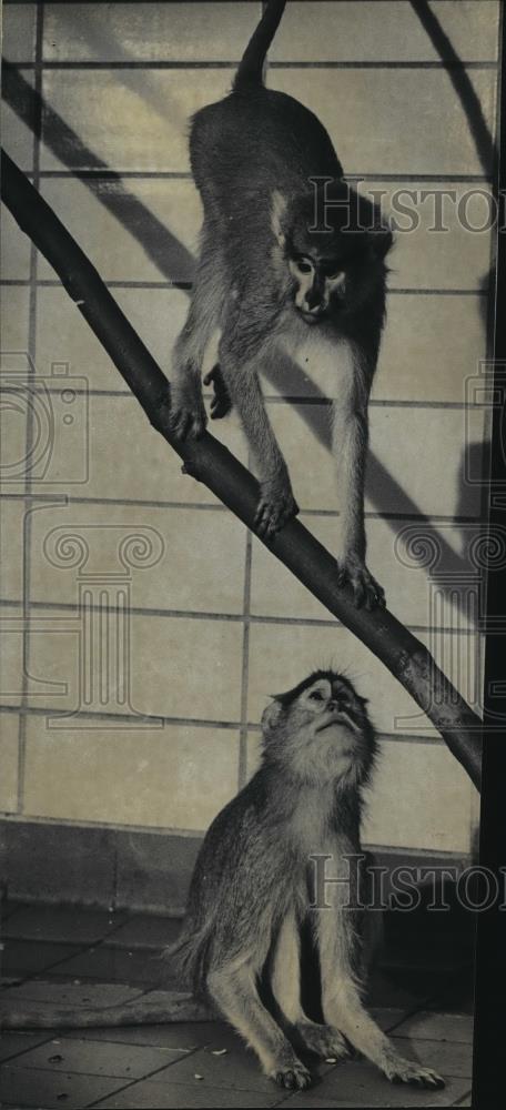 1983 Press Photo Patas Monkeys Played in thier Enclosure at the Milwaukee Zoo - Historic Images