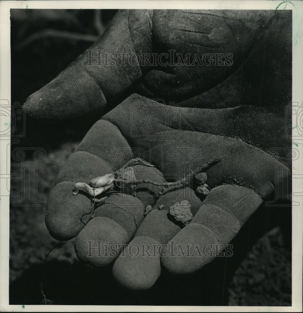 1988 Press Photo Corn planted on Oxford farm germinated but will not grow. - Historic Images