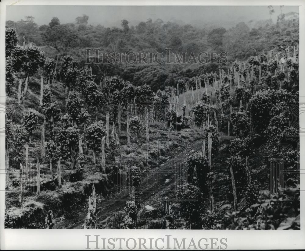 1977 Press Photo James Robert Hunter&#39;s Black pepper plants in Costa Rica - Historic Images