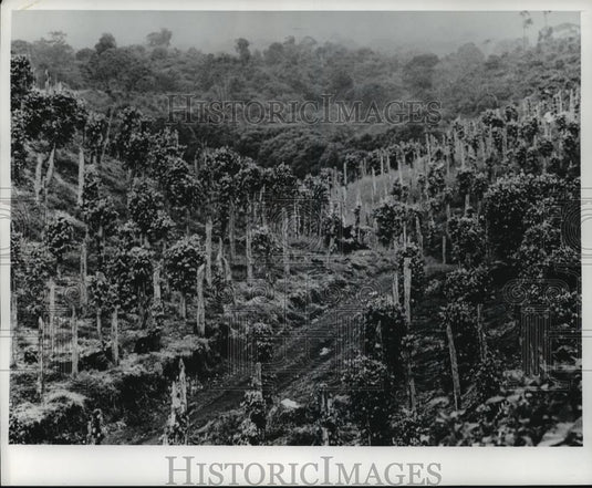 1977 Press Photo James Robert Hunter's Black pepper plants in Costa Rica - Historic Images