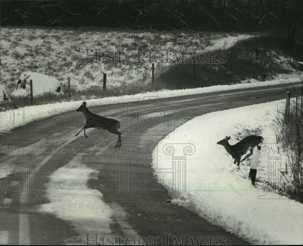 1987 Press Photo Two deer cross a snowy road in Sauk County - mja92535 - Historic Images